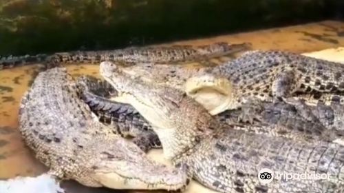 Asam Kumbang Crocodile Farm