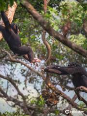 Santuario degli Chimpanzee di Tacugama