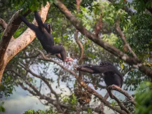 Tacugama Chimpanzee Sanctuary