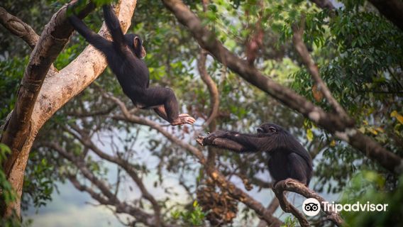 Tacugama Chimpanzee Sanctuary