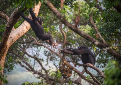 Tacugama Chimpanzee Sanctuary