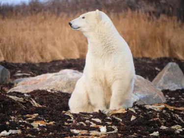 Polar Bear Holding Facility
