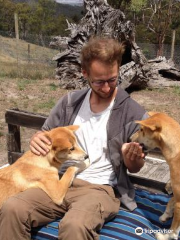 Dingo Discovery Sanctuary, Research and Education Centre