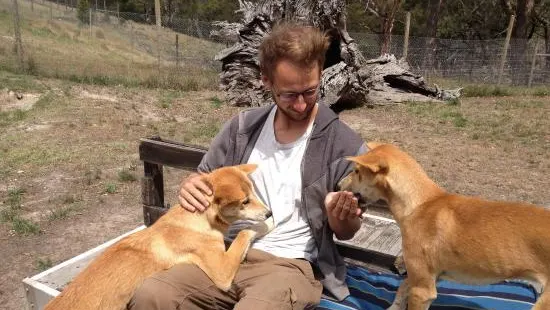 Dingo Discovery Sanctuary, Research and Education Centre