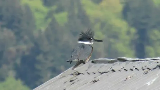 Nisqually Reach Nature Center