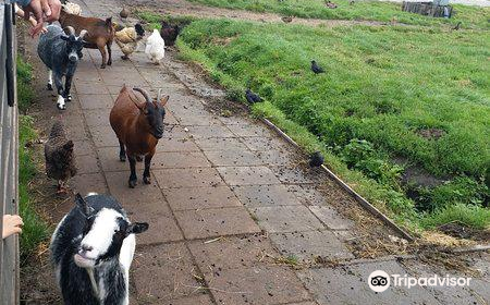 Cheese Farm "Catharina Hoeve"