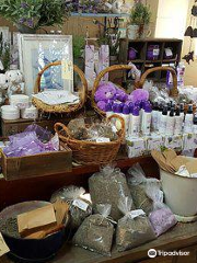 Pottique Lavender Farm