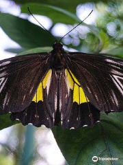 Davao Butterfly House Inc.