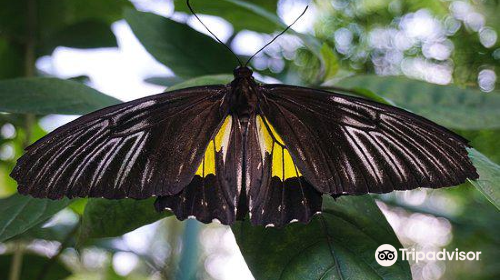 Davao Butterfly House Inc.