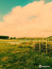 Kennemerduinen an der Nordsee