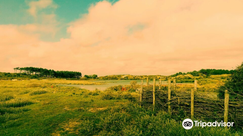 Kennemerduinen an der Nordsee