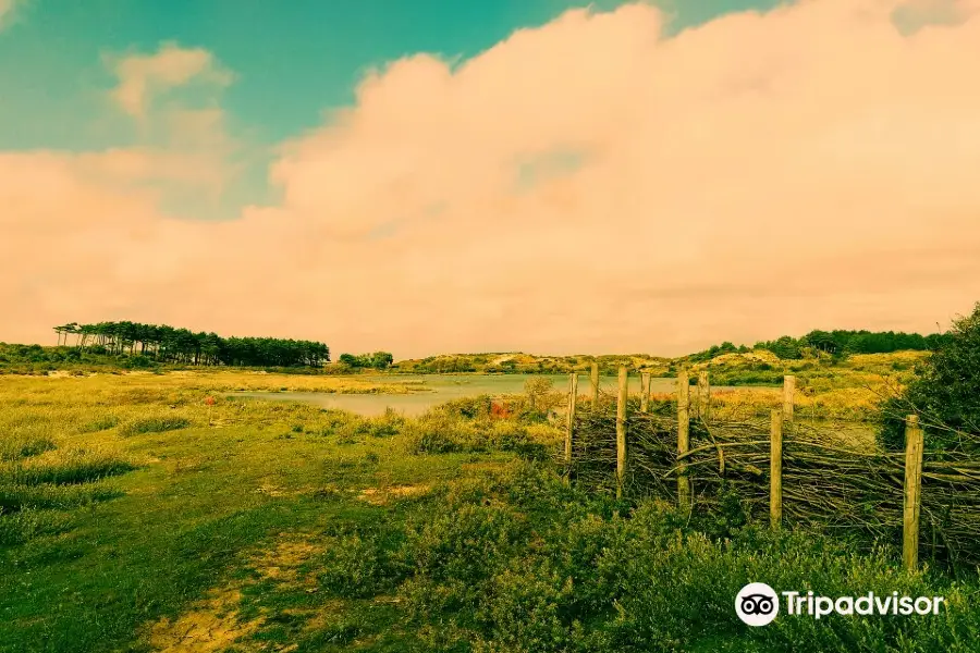 Kennemerduinen an der Nordsee