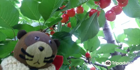 Yamazaki Farm