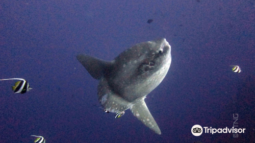 Mola Mola Dive Lembongan