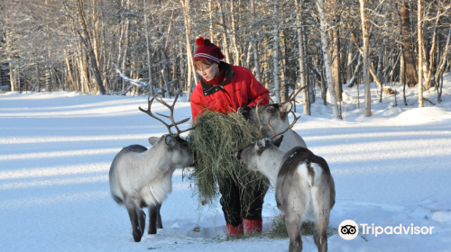 Tuula's Reindeer