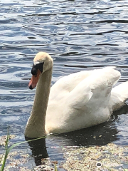 Conningbrook Lakes Country Park