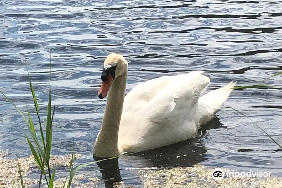 Conningbrook Lakes Country Park