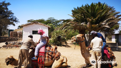 Swakopmund Camel Farm