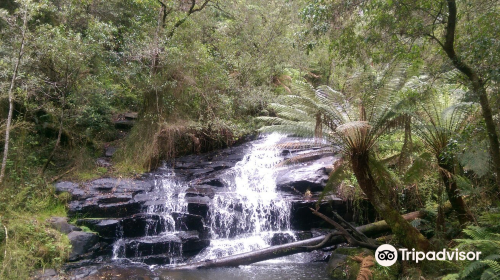 Cora Lynn Cascades Walk