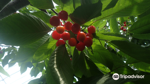 Hamada Marutome Fruits Gaden