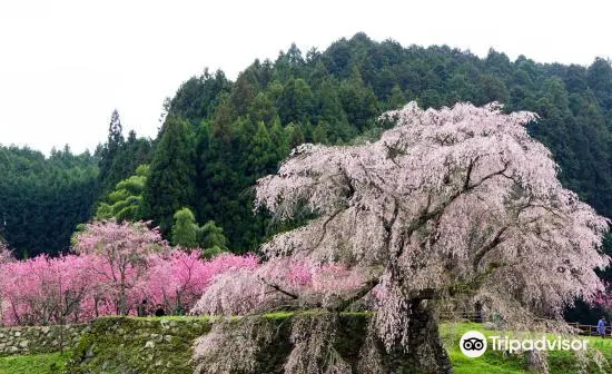 Matabei Zakura