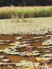 Dragonfly Nature Park