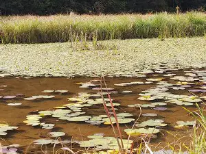 Dragonfly Park