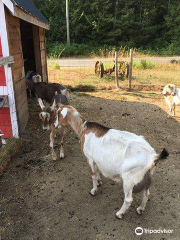 Tiger Lily Farm