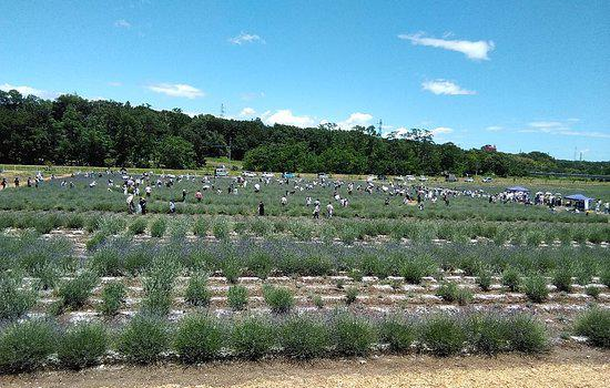Ranzanmachi Sennen no Sono Lavender Field