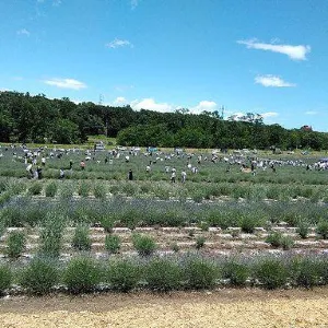 千年の苑ラベンダー園