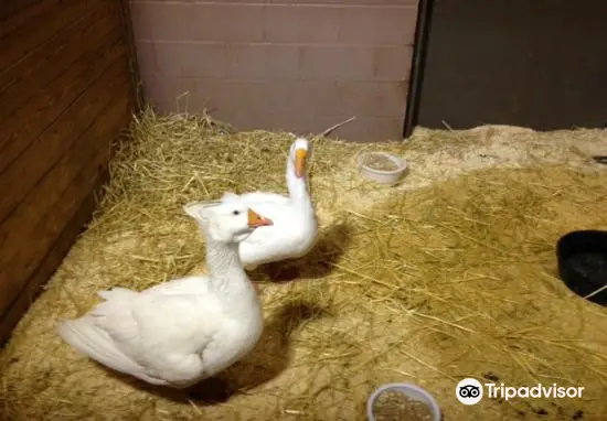 Lollypop Farm, Humane Society of Greater Rochester