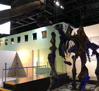 Museum of Paleontology Guadalajara