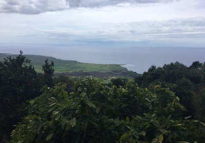 Sacred Grounds Coffee Farm