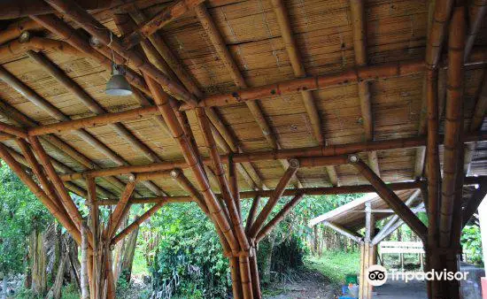 El Paraiso del Bambu y La Guadua