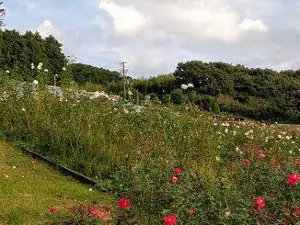 島田市ばらの丘公園