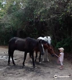 Rancho Universo Heal a Horse Cozumel Horse Sanctuary Non-Profit Organization