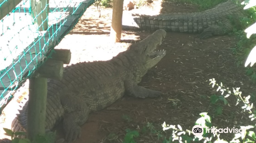 Kwena Crocodile Farm