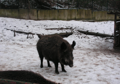 Tierpark Sassnitz