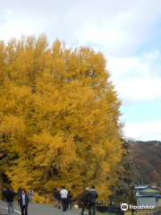 北金ヶ沢の大イチョウ