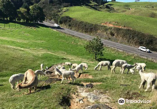 Surico Alpaca