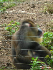 Limbe Wildlife Centre