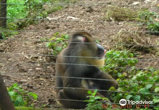 Limbe Wildlife Centre