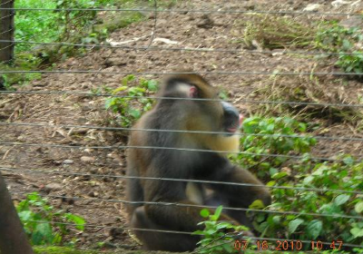 Limbe Wildlife Centre