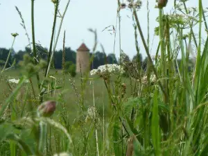 The Boston Woods Trust