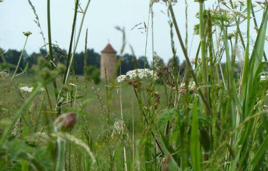 The Boston Woods Trust