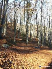 Foresta demaniale del Melogno