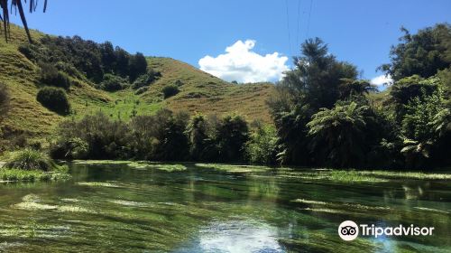 Te Waihou  walkway and the Blue Spring