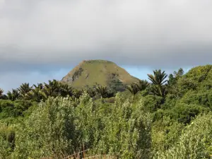 Nikau Bush Conservation Area