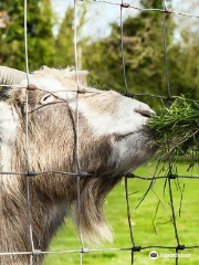 Clonfert Pet Farm