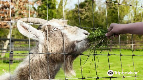 Clonfert Pet Farm